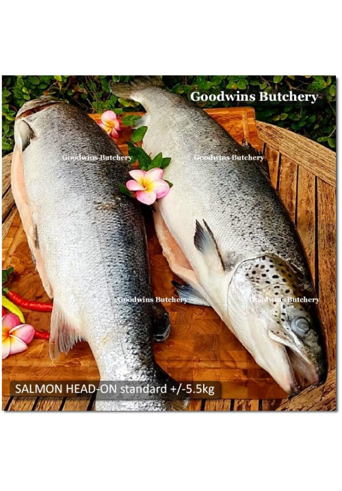 Salmon WHOLE HEAD-ON Norway / Chile / Tasmania frozen +/- 5.5 kg/pc length 27" 75cm (price/kg) PREORDER 2-3 days notice